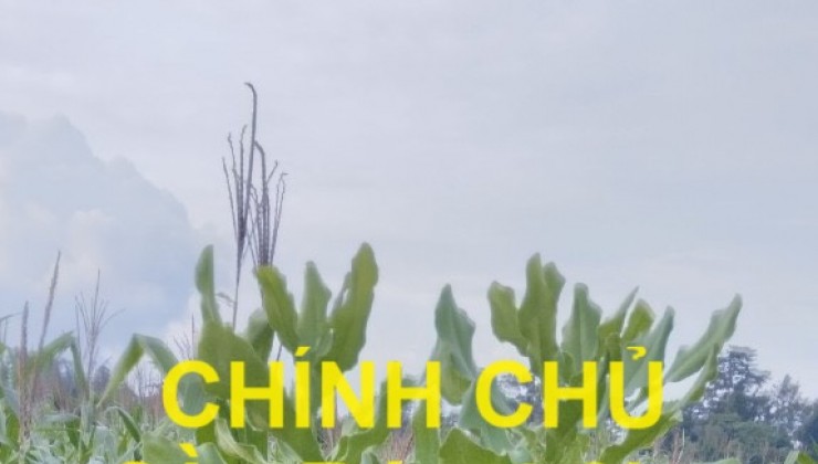 CHÍNH CHỦ Cần Bán 4,3ha Đất Đỏ Bazan Tại xã Đak Smar huyện KBang, Tỉnh Gia Lai.